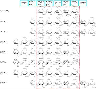 NMR Characterization of the Interactions Between Glycosaminoglycans and Proteins